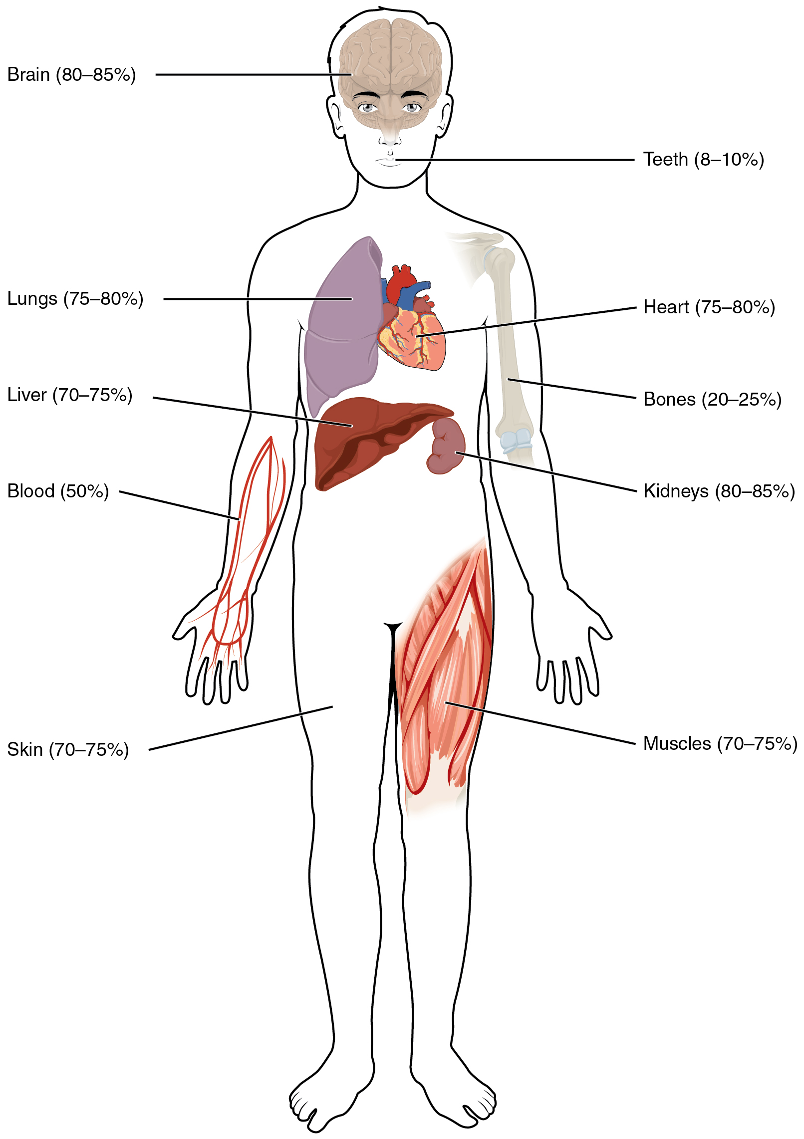 KangenWaterHQ – Guides and Health Tips - Water in our body parts